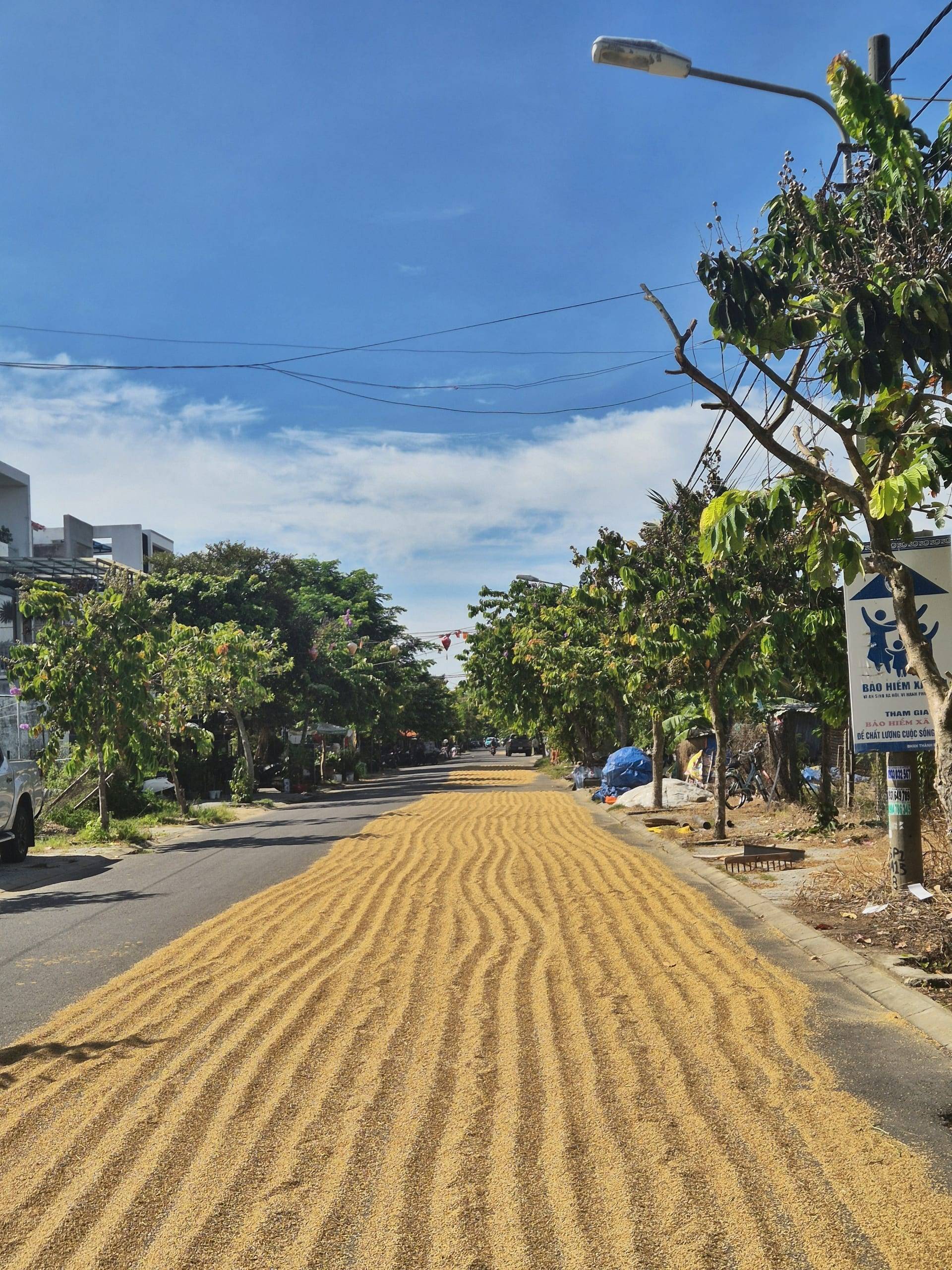 אורז שטוח על הכביש ליד המלון ליבוש