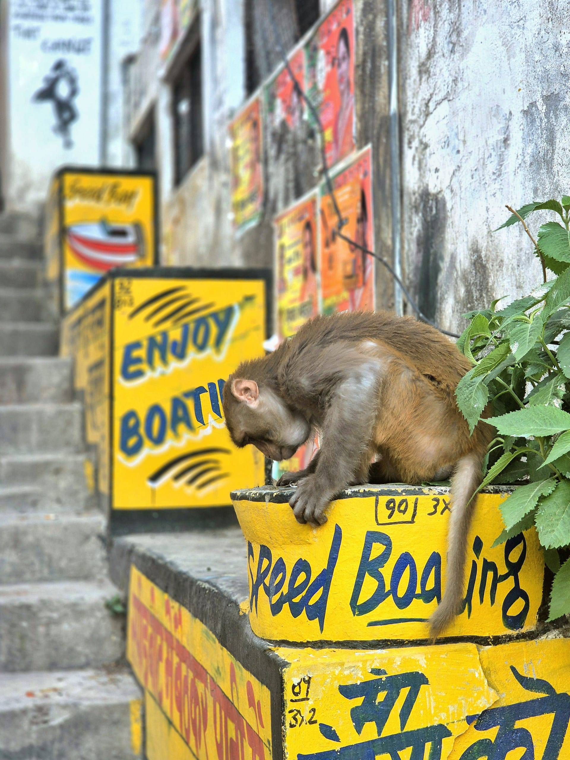קופיף ברישיקש