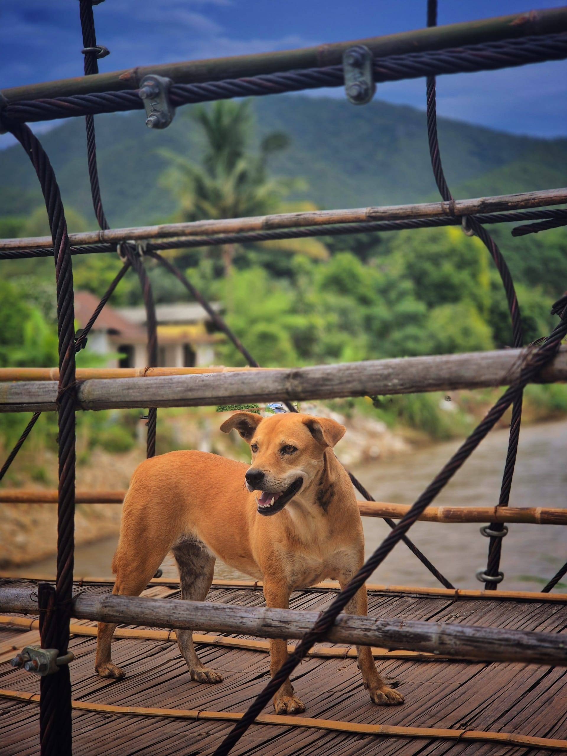 רעב כמו כלב