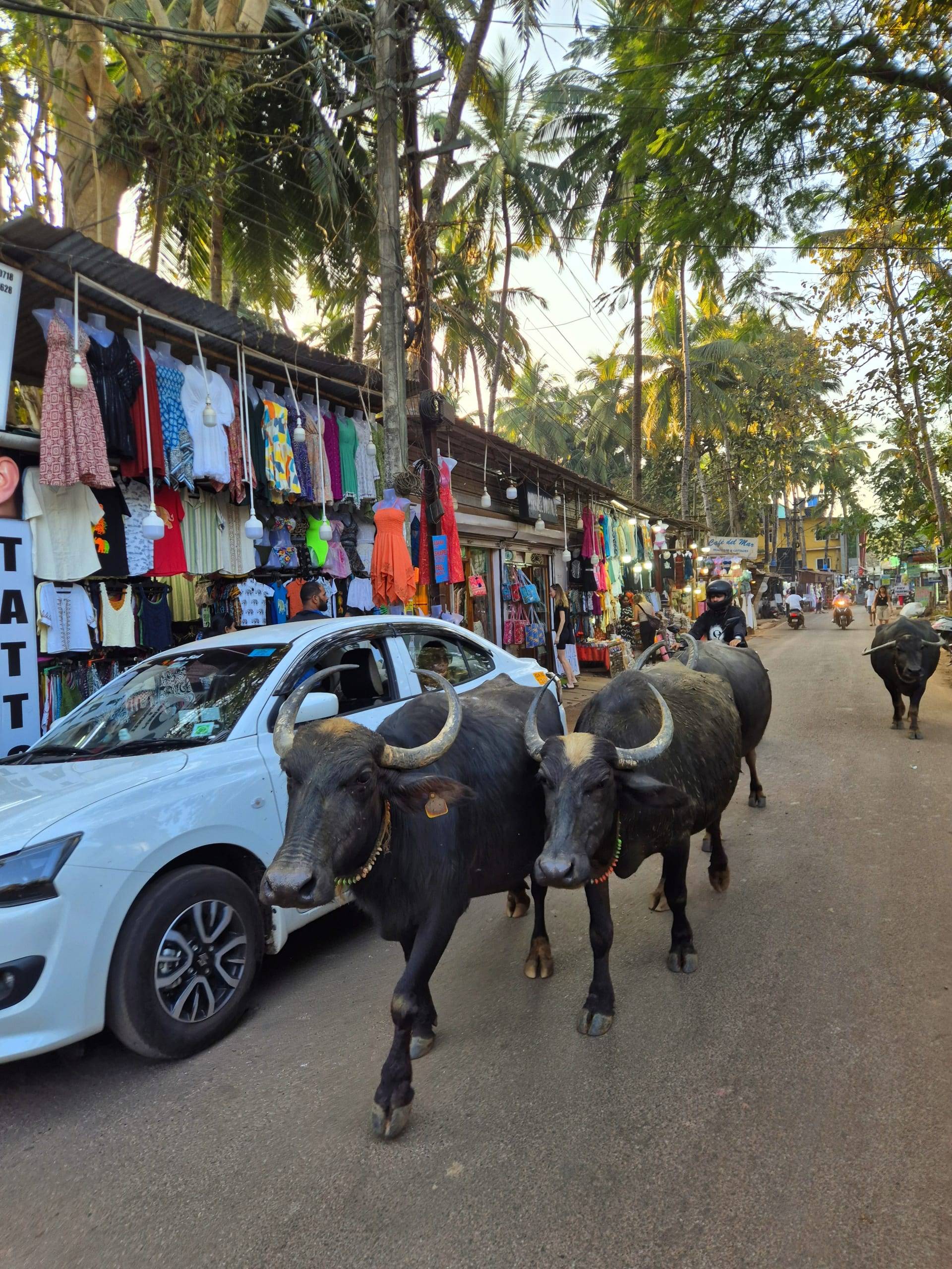 הרחוב הראשי של פאלולים