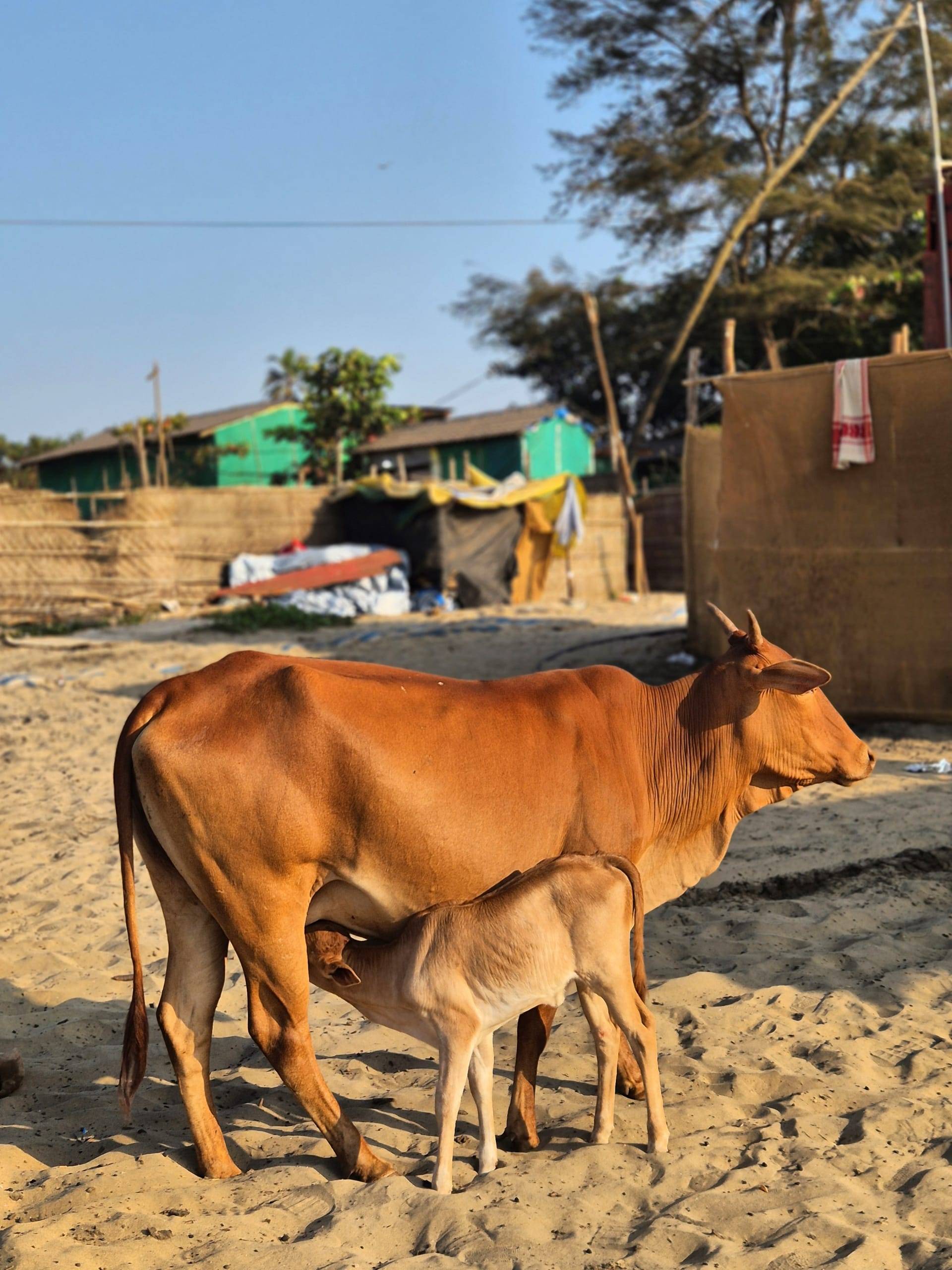 פרות בחוף בארמבול