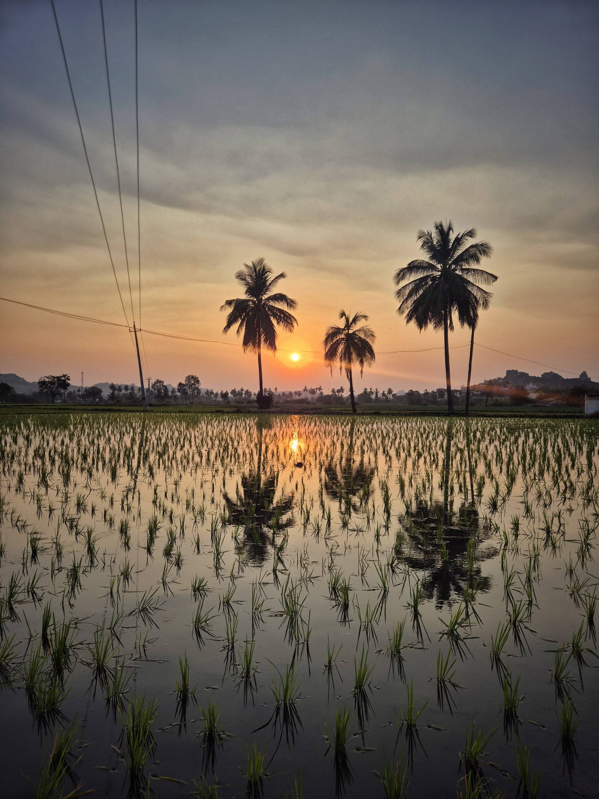 שקיעה מעל שדות אורז בהאמפי