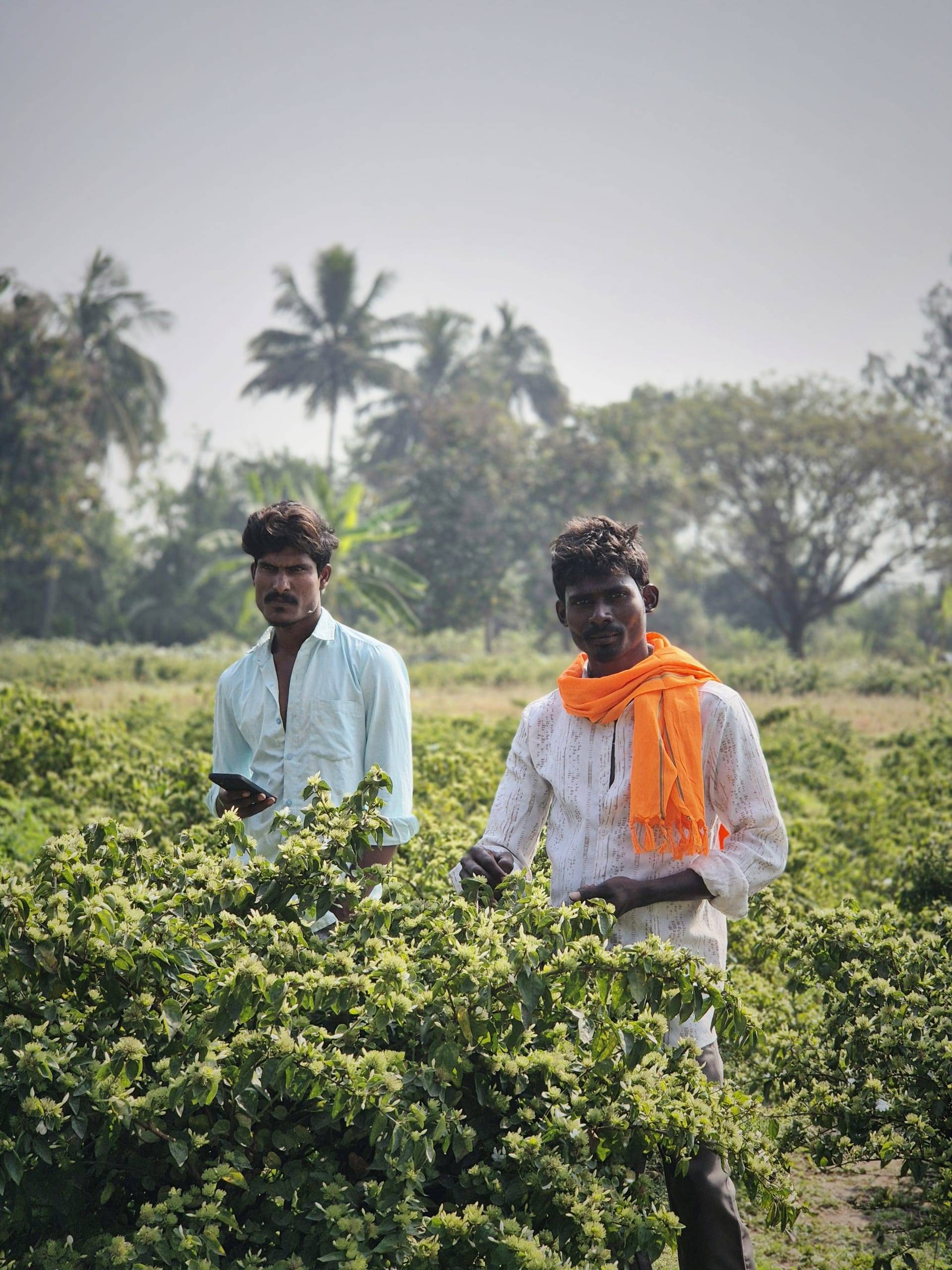 קטיף פרחים בהאמפי