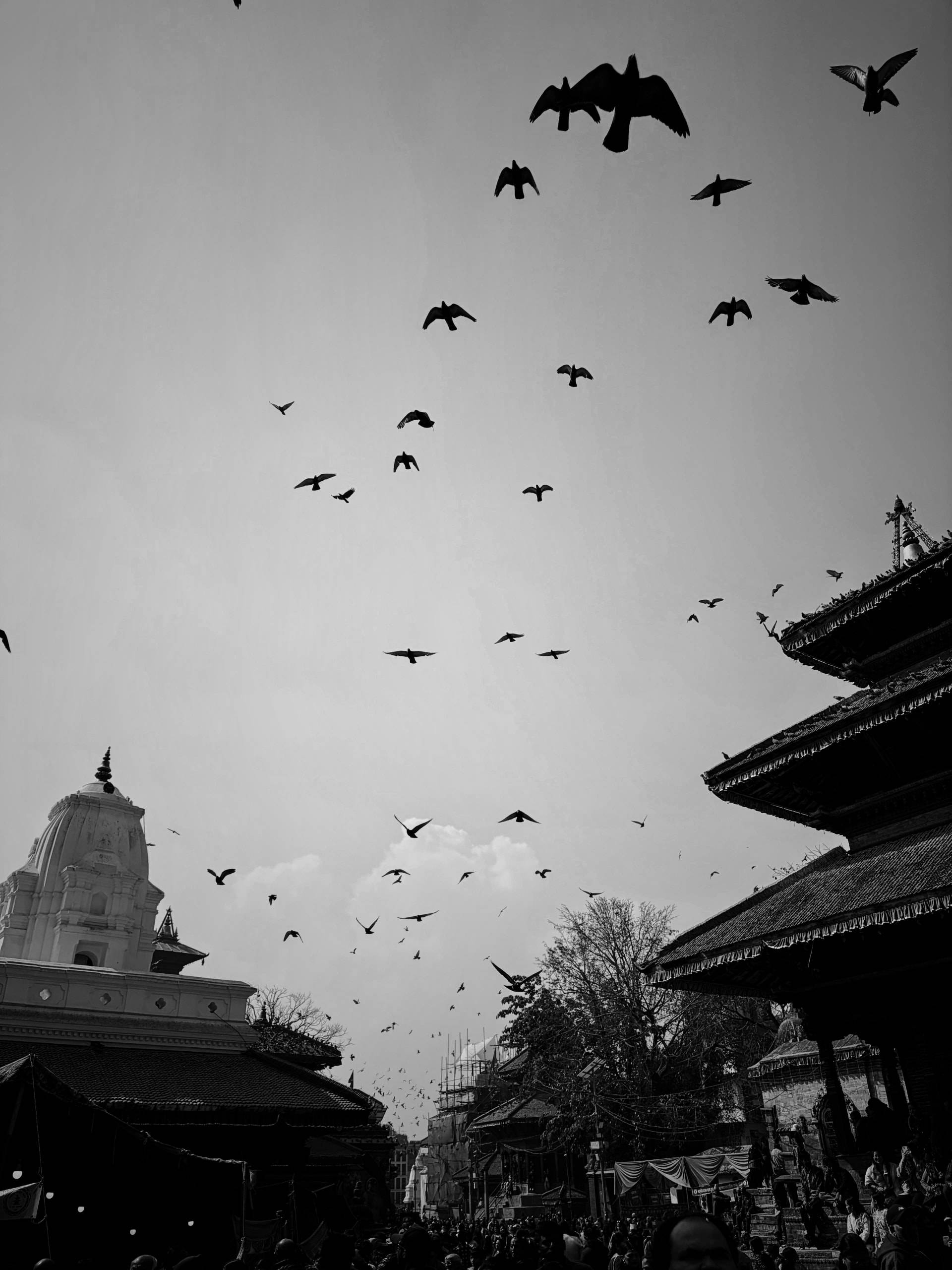 ציפורים מעל שמי קטמנדו