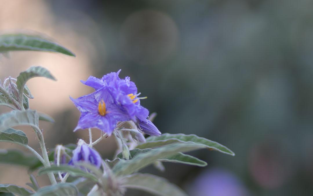 85mm צמצם 1.8f