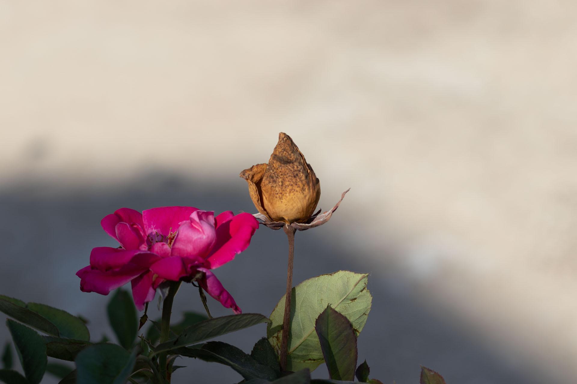 85mm 4f
