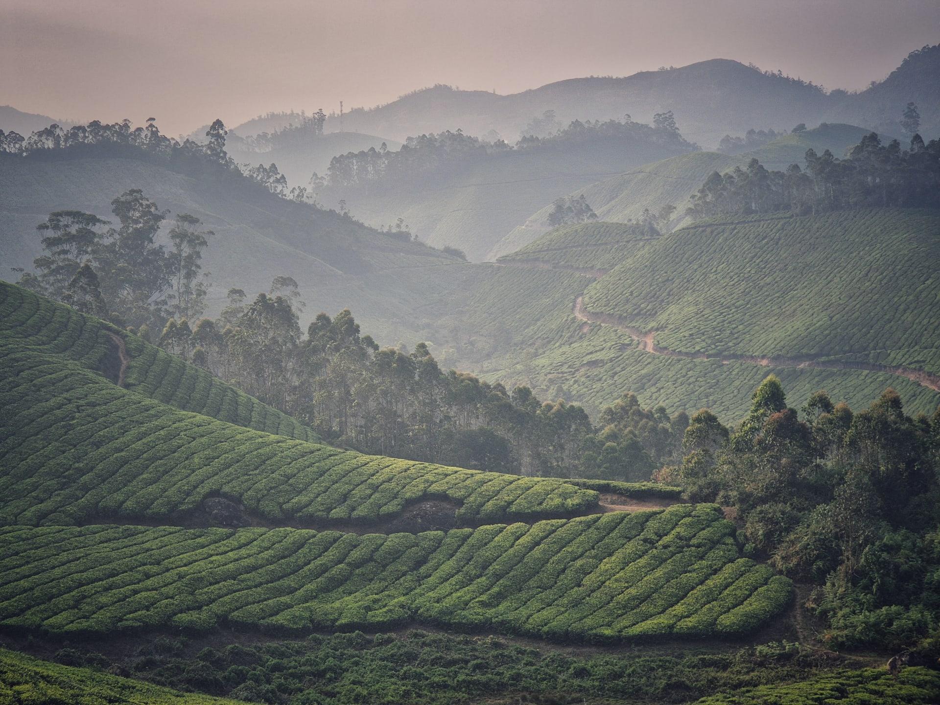 מונאר -  קסם התה של דרום הודו
