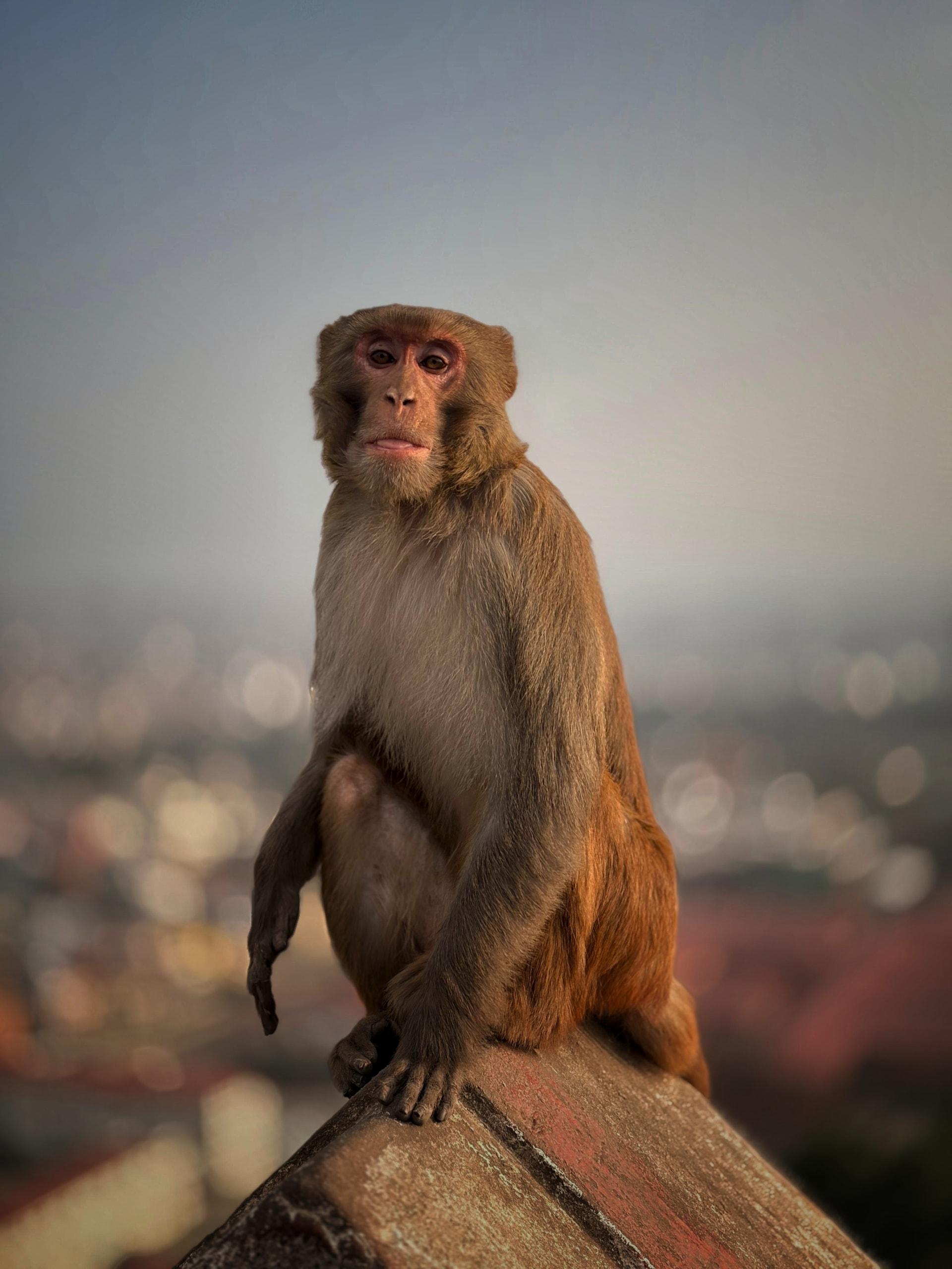 קטמנדו למטייל המגניב