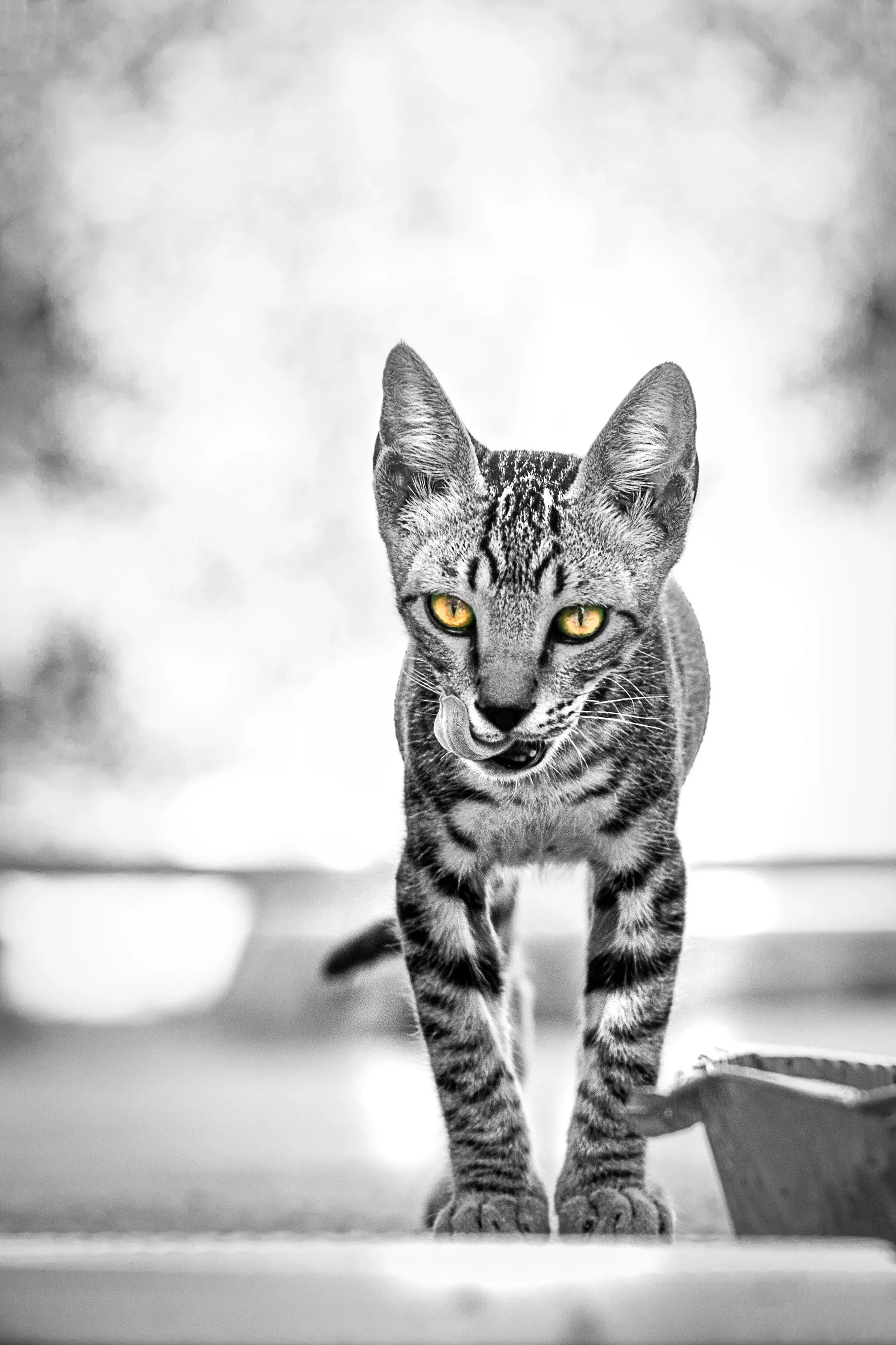 תמונה מייצגת של קטגוריית צילום