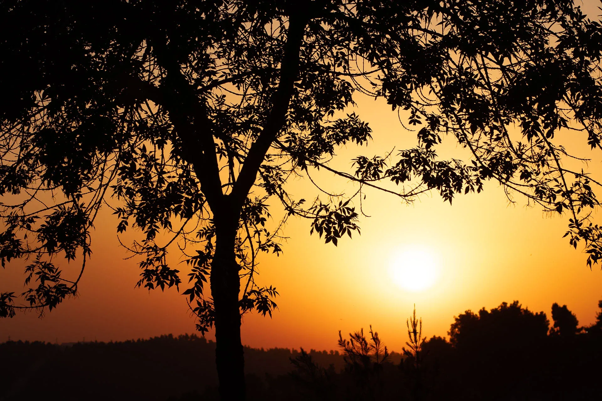 תמונה מייצגת של קטגוריית טיולים