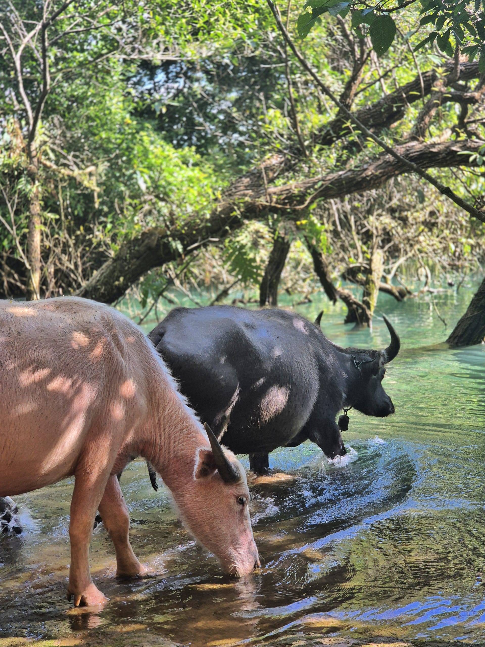 בופאלו לבקנים- יש דבר כזה